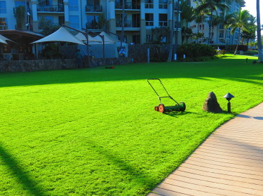 Lawn