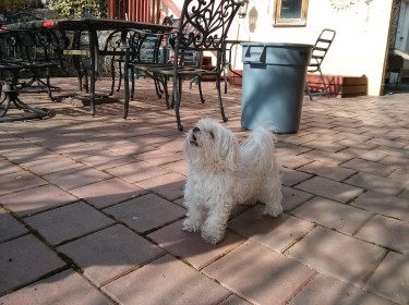 Baxter